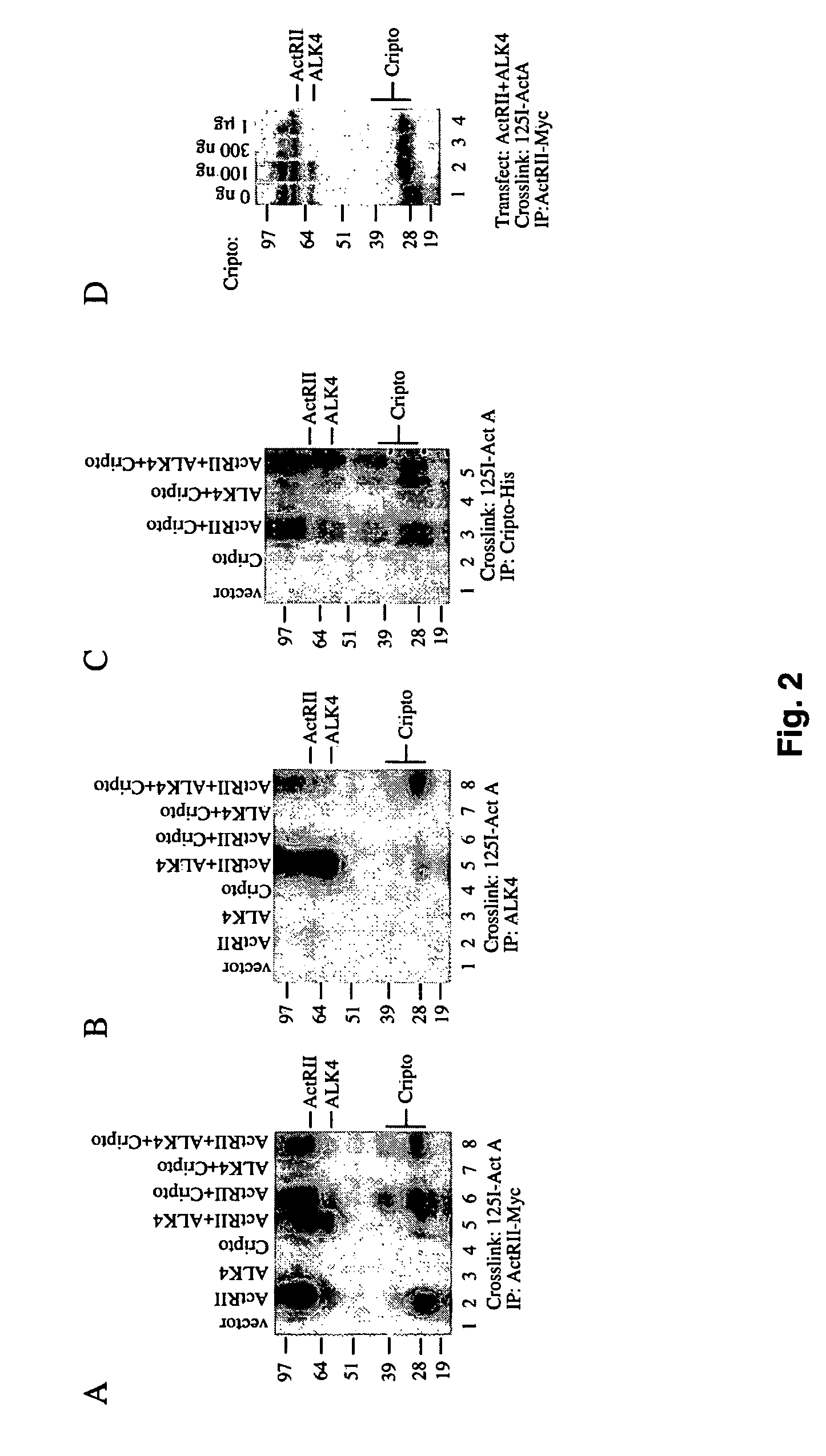 Cripto antagonism of activin and TGF-b signaling