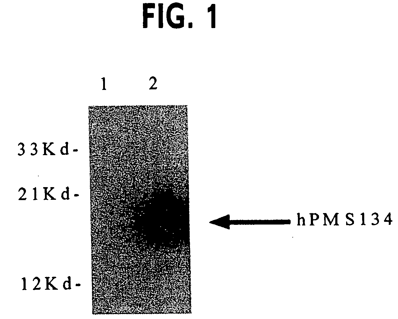 Methods for generating hypermutable microbes