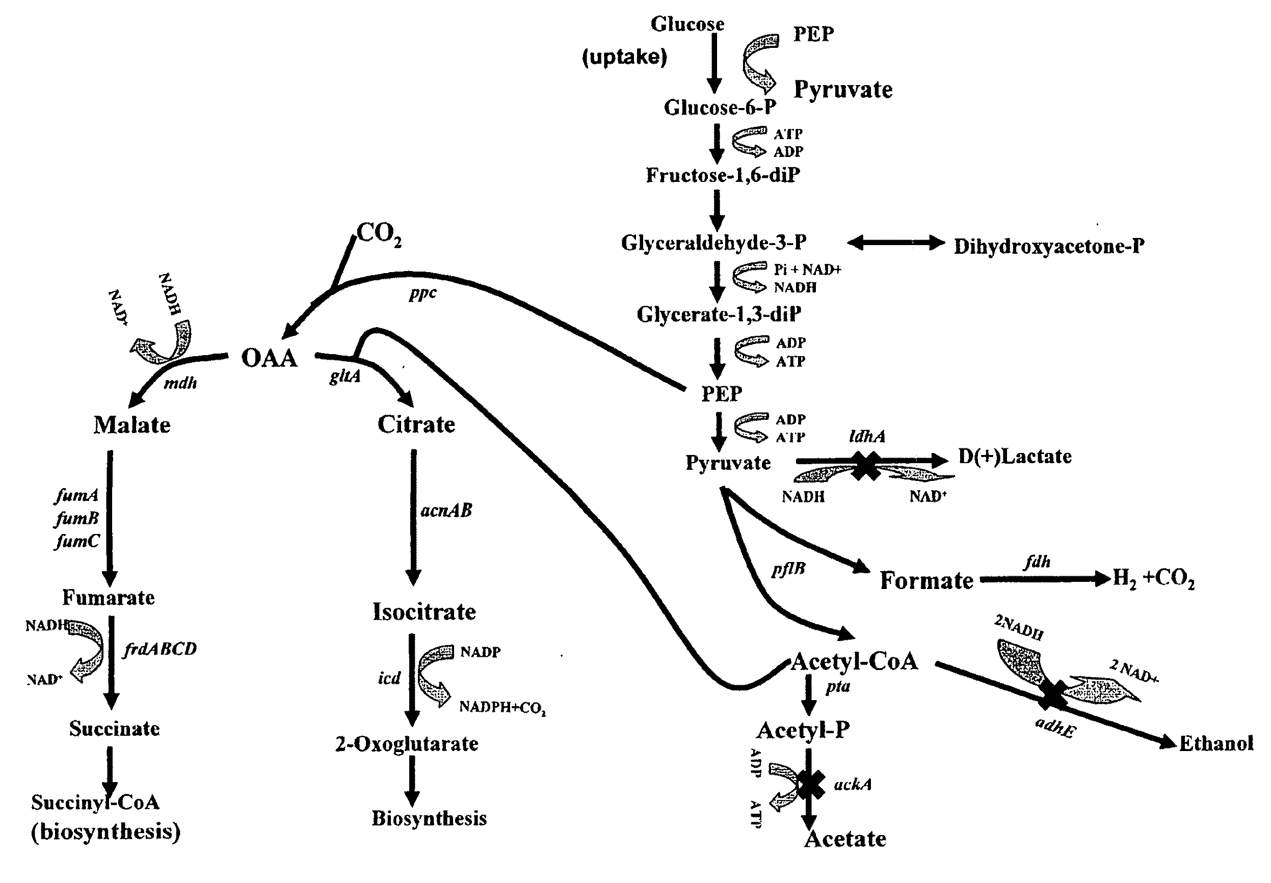 Materials and Methods for Efficient Succinate and Malate Production