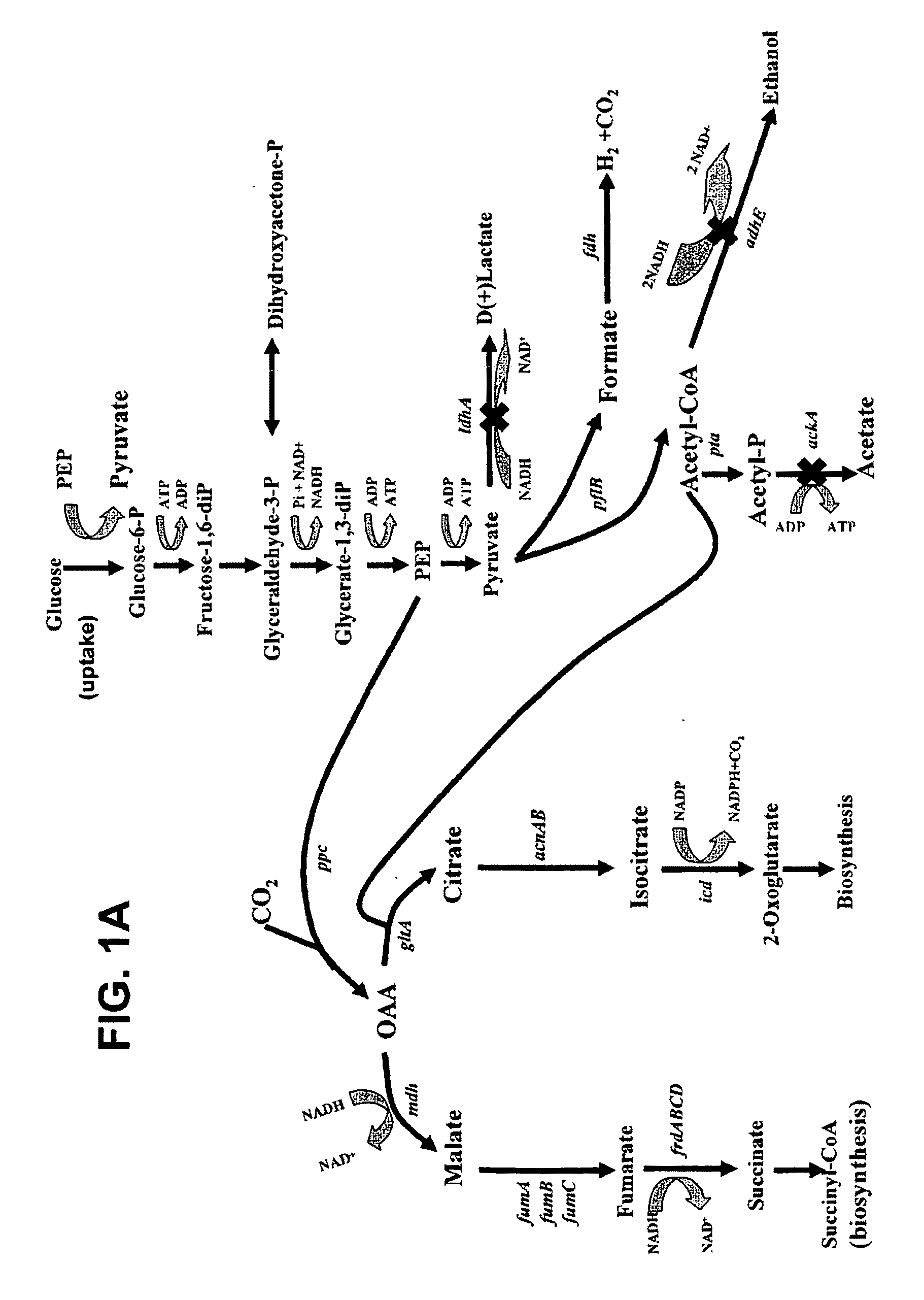 Materials and Methods for Efficient Succinate and Malate Production