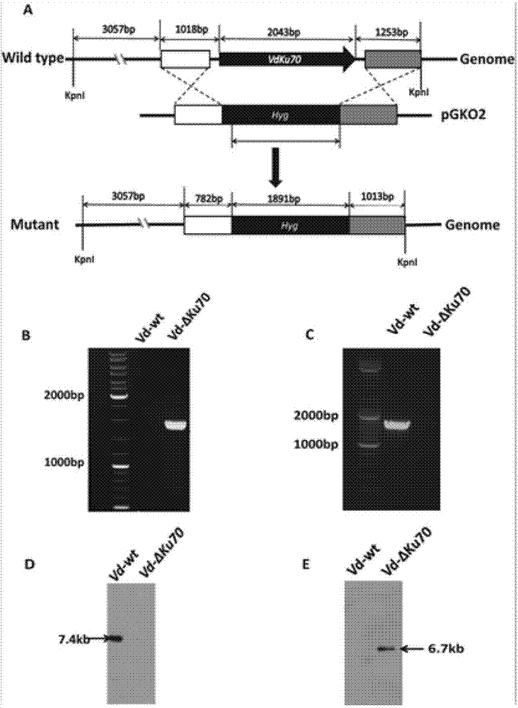 Verticillium dahlia delta VdKu70 defective mutant strain and application thereof