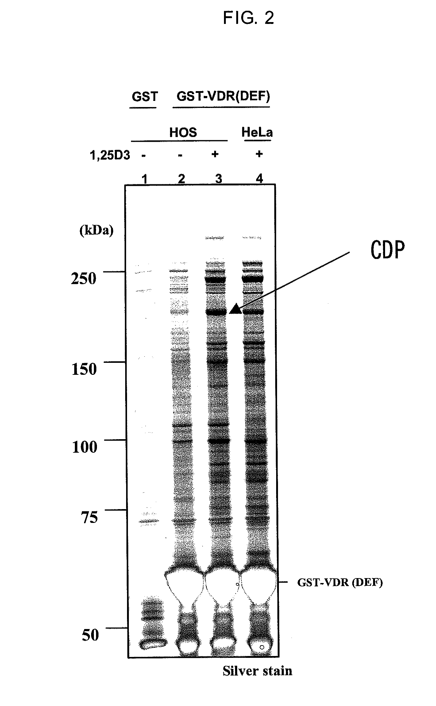 Method for screening for vitamin D receptor ligands