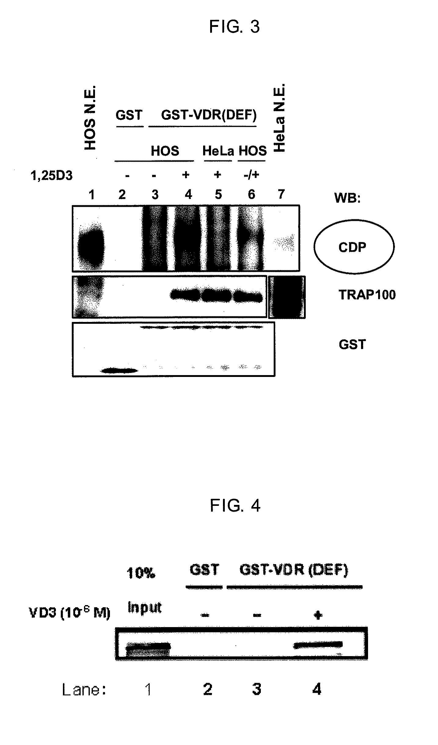 Method for screening for vitamin D receptor ligands