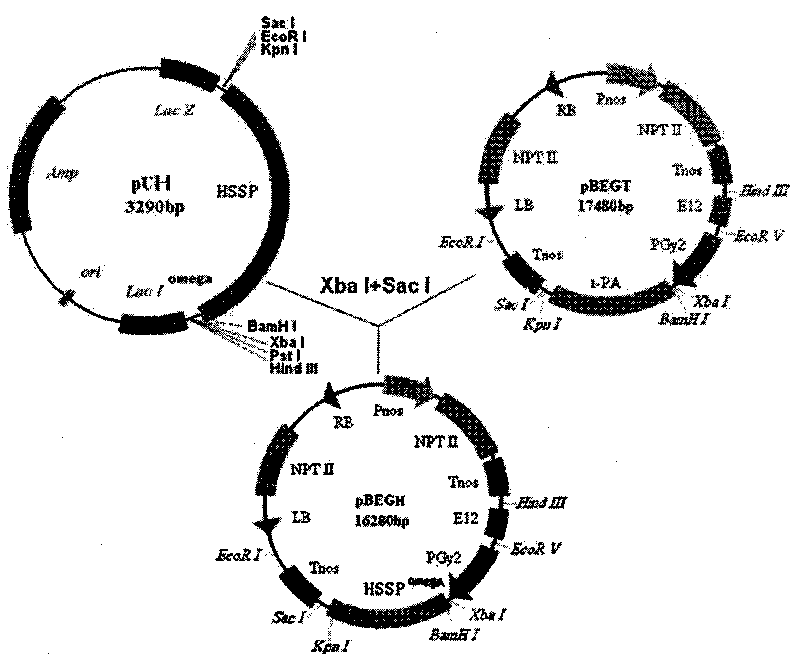 Artificial sequence for increasing methionine content of soy and plant expression vector thereof