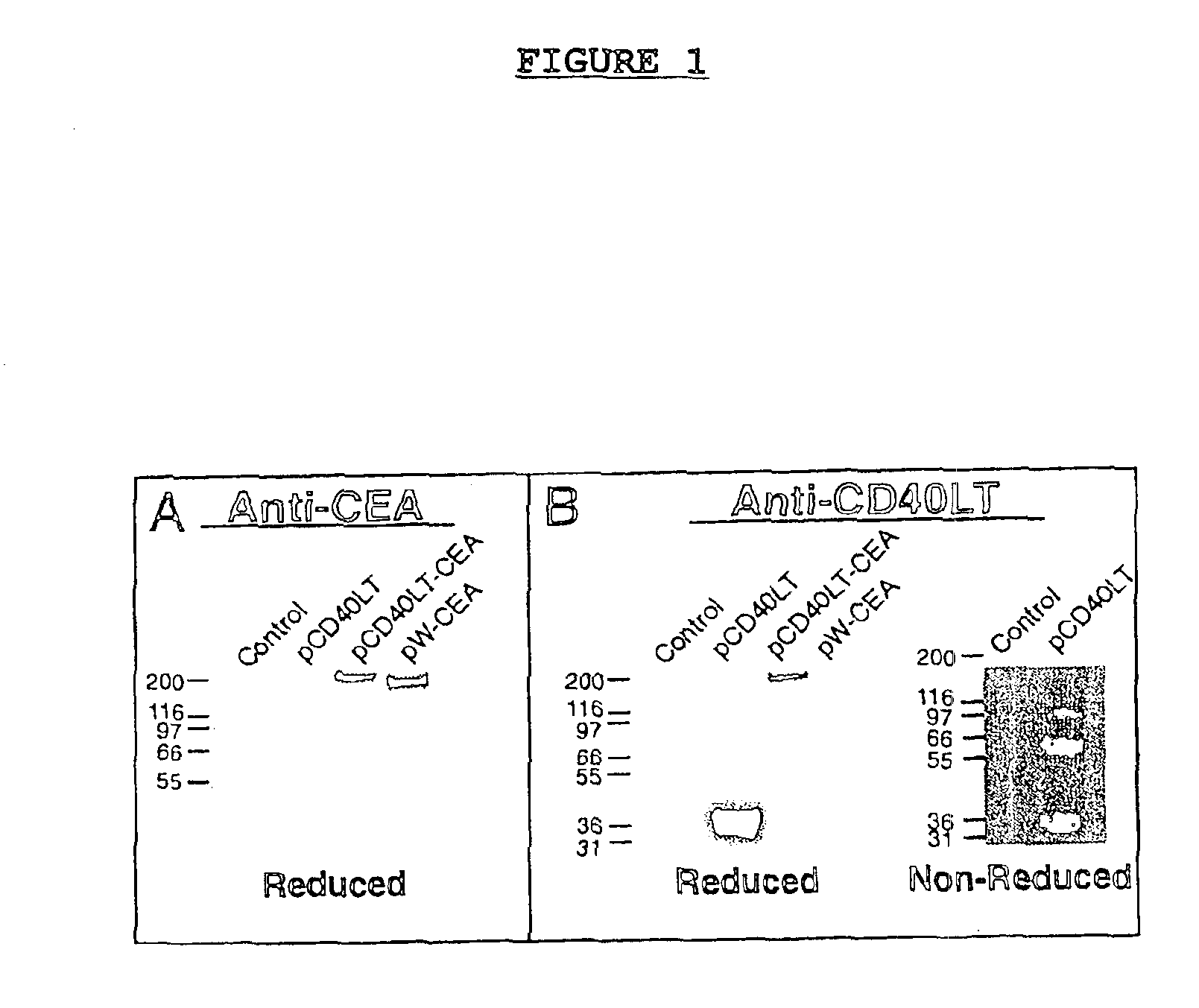 DNA vaccines encoding CEA and a CD40 ligand and methods of use thereof