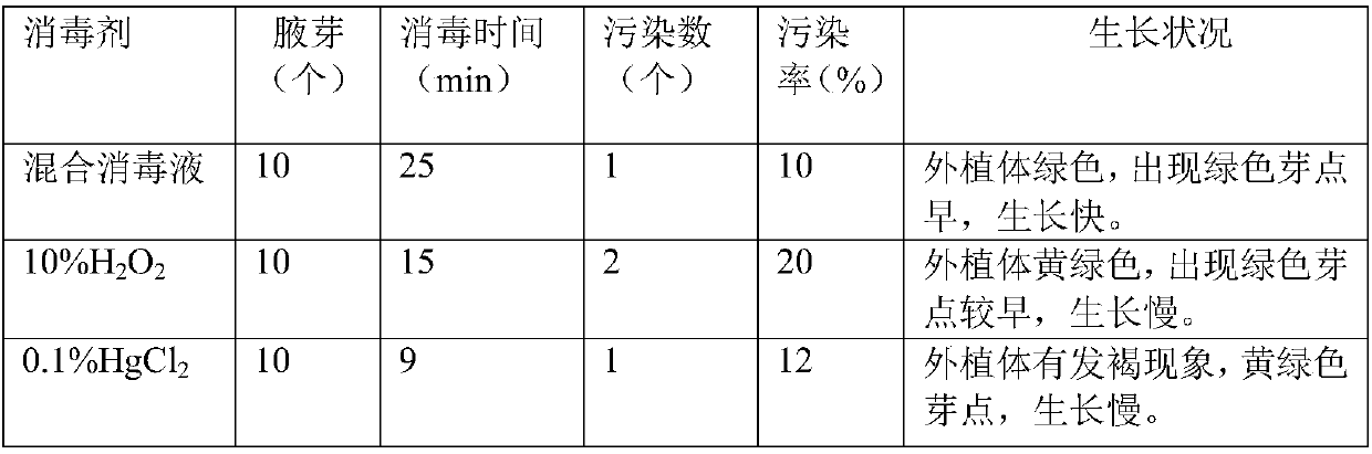 Tissue culture and propagation method of clerodendrom bungei