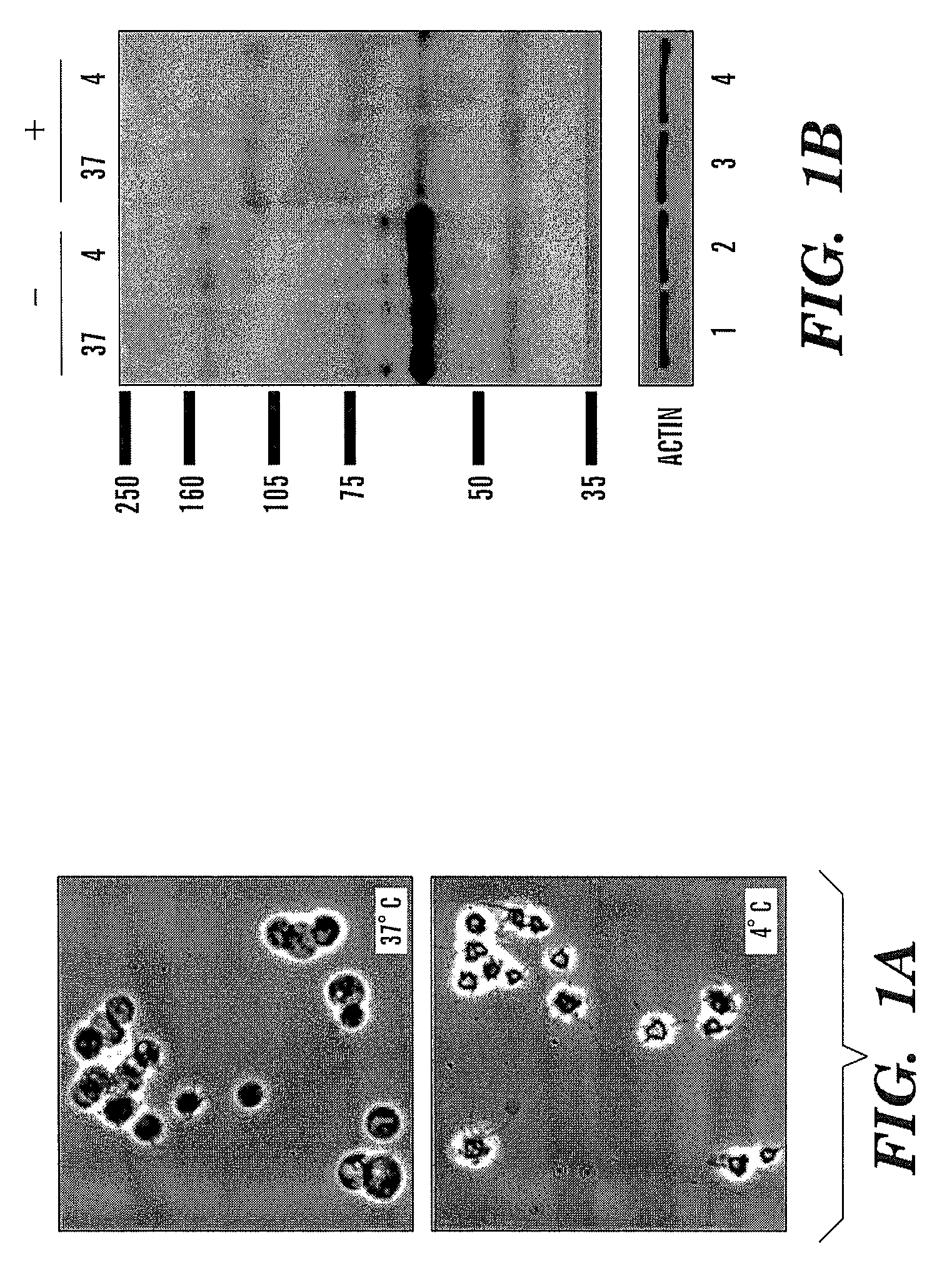 Cold storage of modified platelets