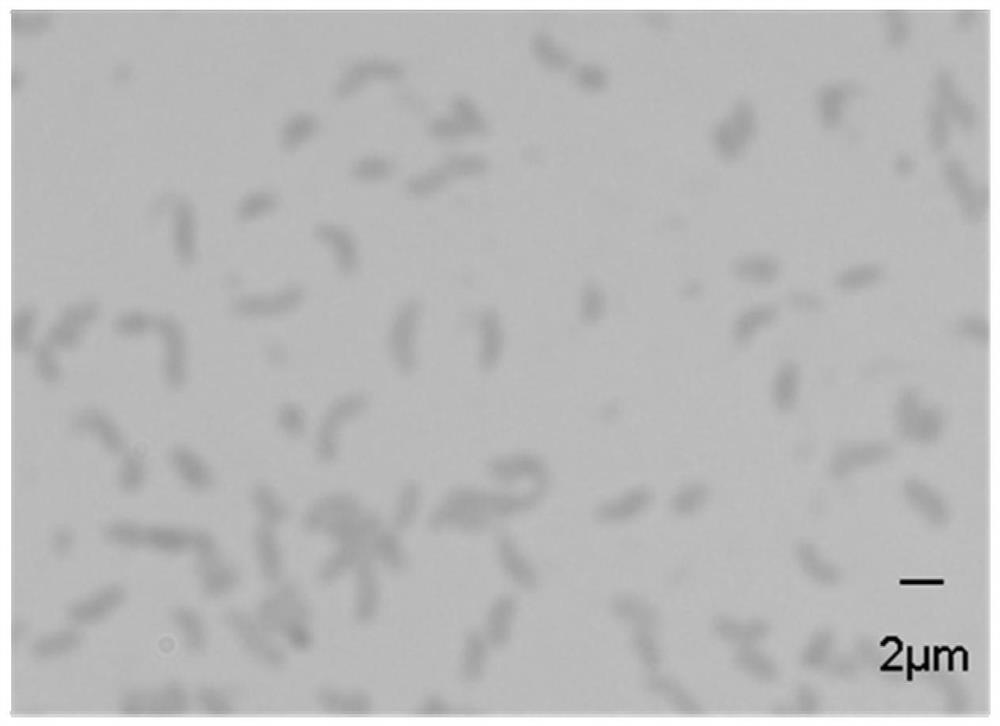 Photobacterium sp. QA16 as well as culture method and application thereof