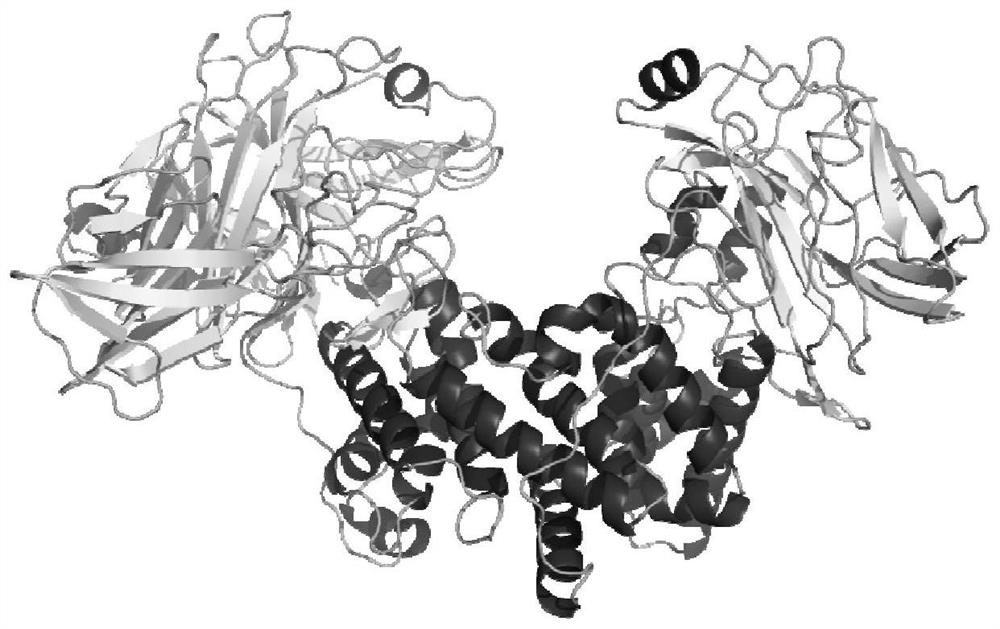 Photobacterium sp. QA16 as well as culture method and application thereof