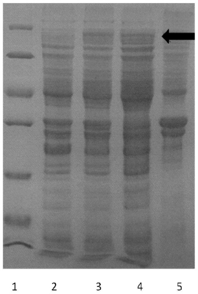 Photobacterium sp. QA16 as well as culture method and application thereof