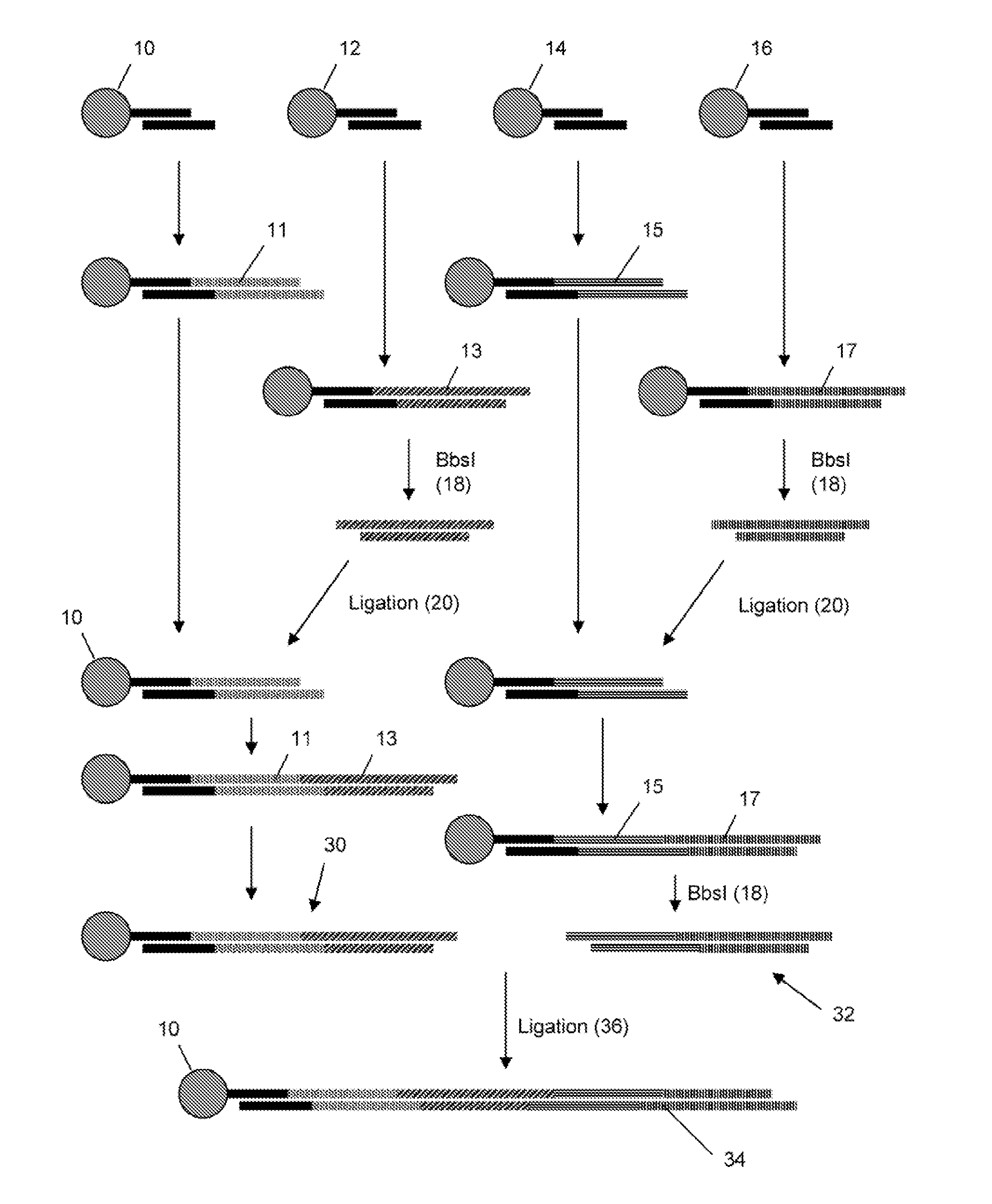 Gene synthesis by convergent assembly of oligonucleotide subsets