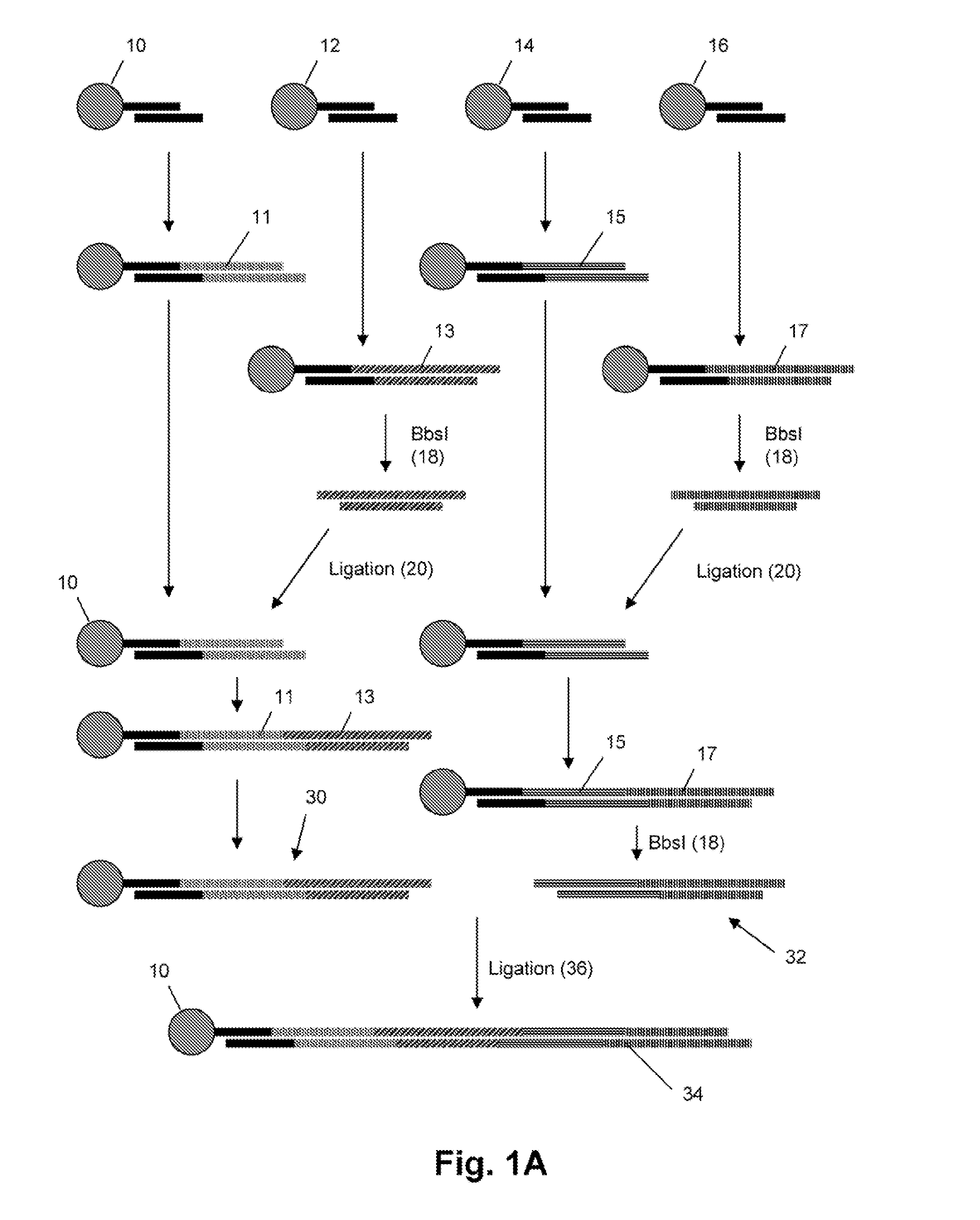 Gene synthesis by convergent assembly of oligonucleotide subsets