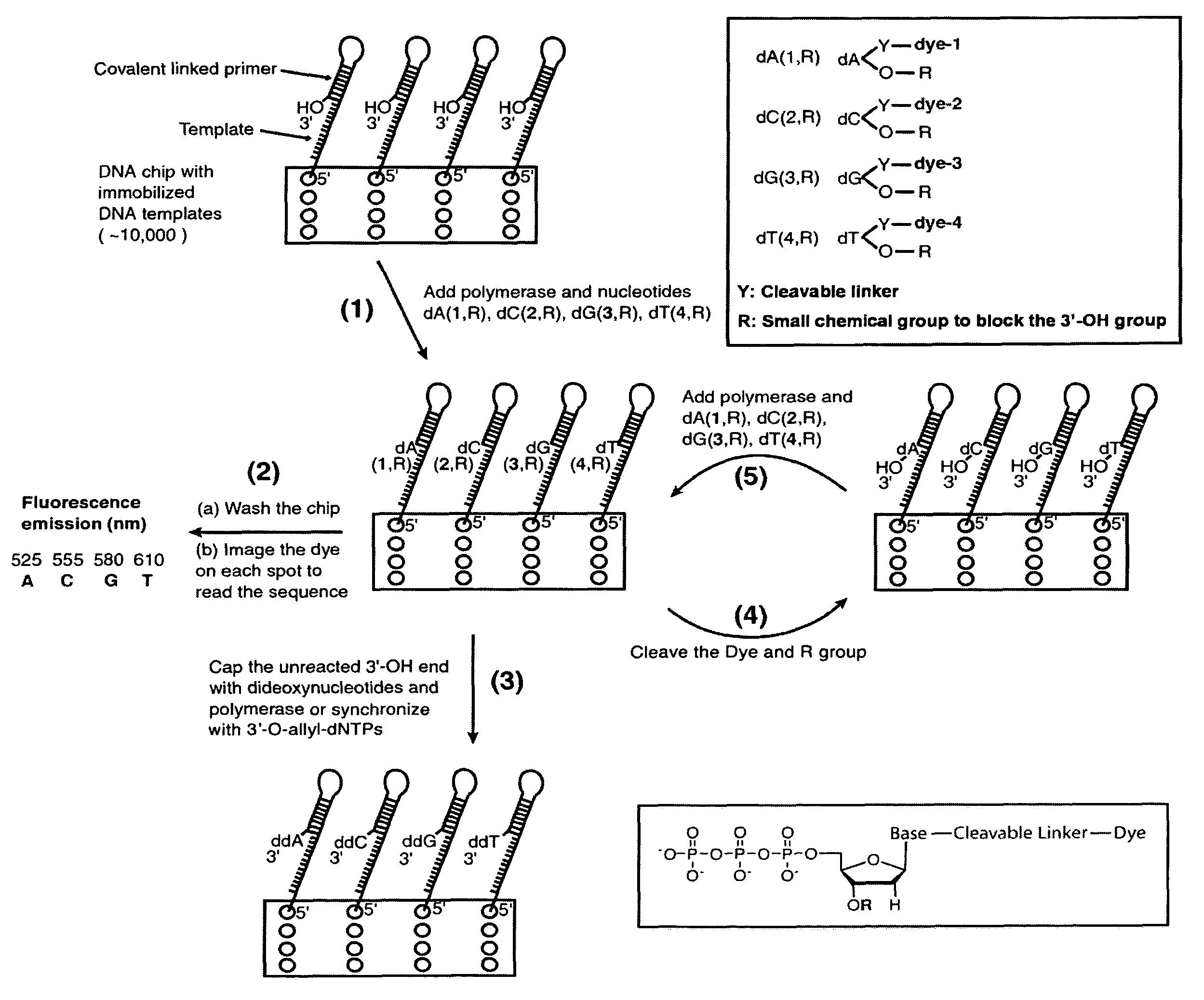 Four-color DNA sequencing by synthesis using cleavable fluorescent nucleotide reversible terminators