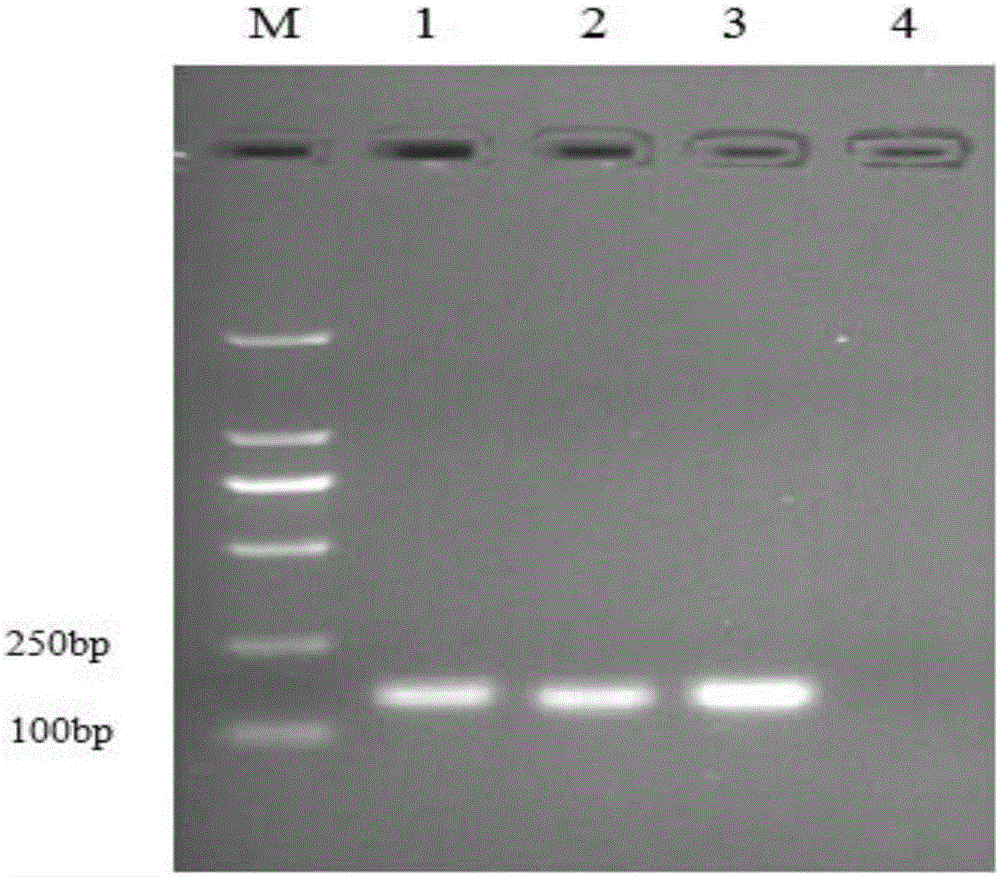 Multi-immunofluorescence assay primers, kit and method for detecting chicken Marek's disease viruses and chicken infectious anemia viruses