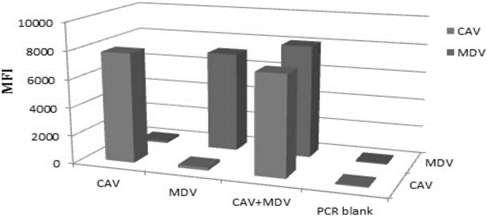 Multi-immunofluorescence assay primers, kit and method for detecting chicken Marek's disease viruses and chicken infectious anemia viruses