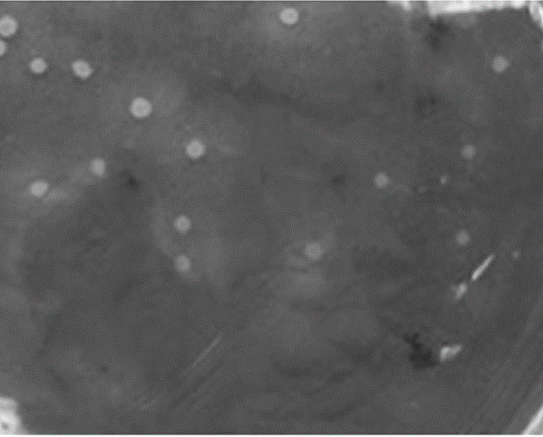 Electricity-producing bacterium capable of degrading cellulose and application of electricity producing bacterium in fuel cells