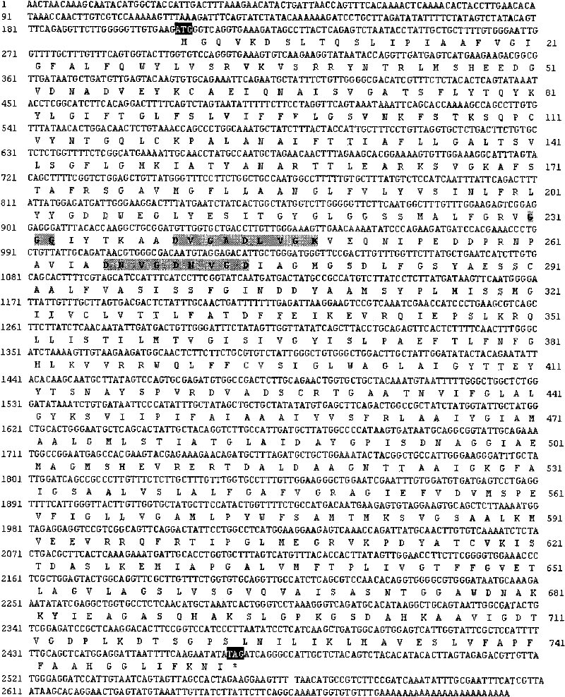 Tonoplast hydrogen pyrophosphatase gene of strong xerophyte zygophyllumxanthoxylum and plant expression vector as well as genetic plant transformation method thereof