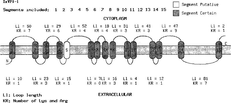 Tonoplast hydrogen pyrophosphatase gene of strong xerophyte zygophyllumxanthoxylum and plant expression vector as well as genetic plant transformation method thereof