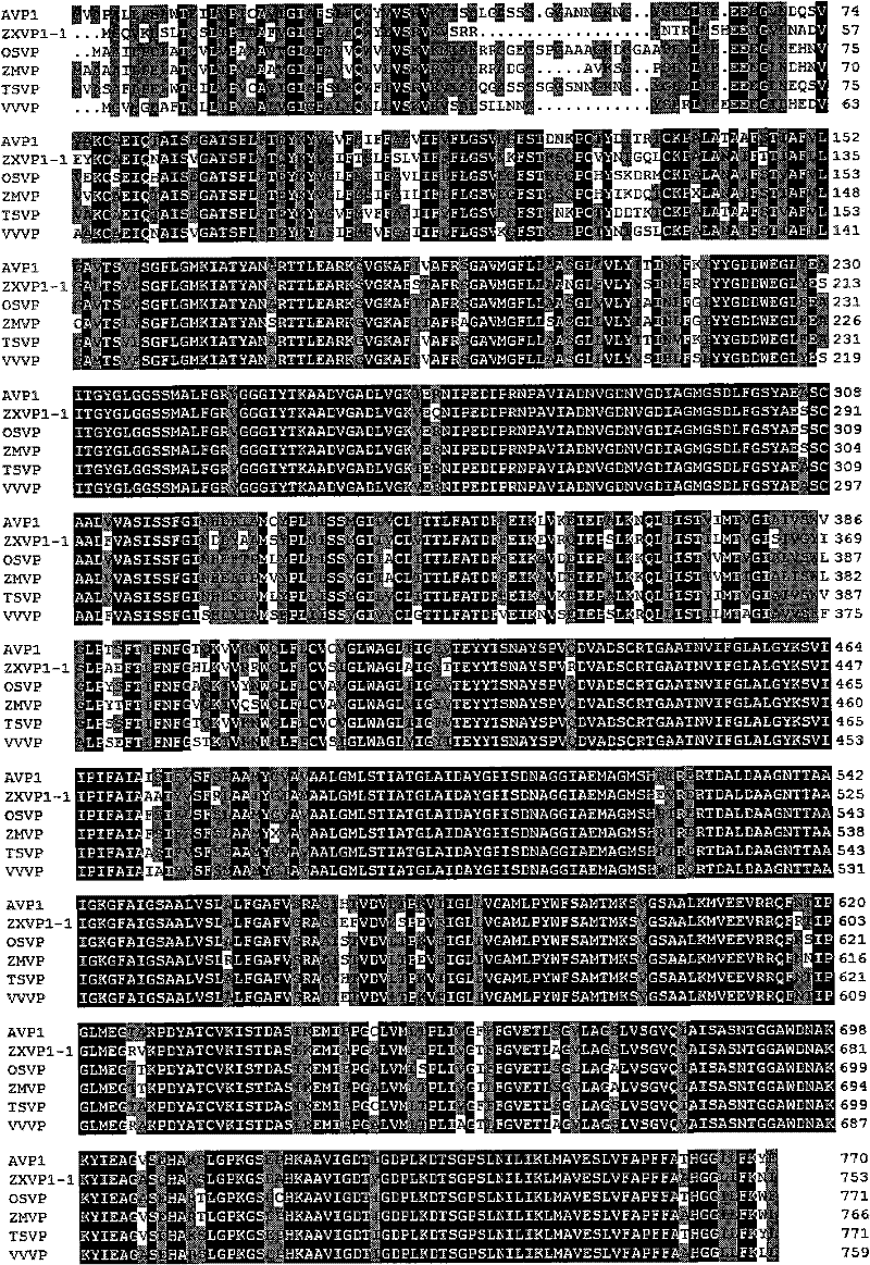 Tonoplast hydrogen pyrophosphatase gene of strong xerophyte zygophyllumxanthoxylum and plant expression vector as well as genetic plant transformation method thereof