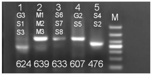 Method for detecting mutation of deafness susceptibility genes through combination of overlapping extension PCR and Sanger sequencing