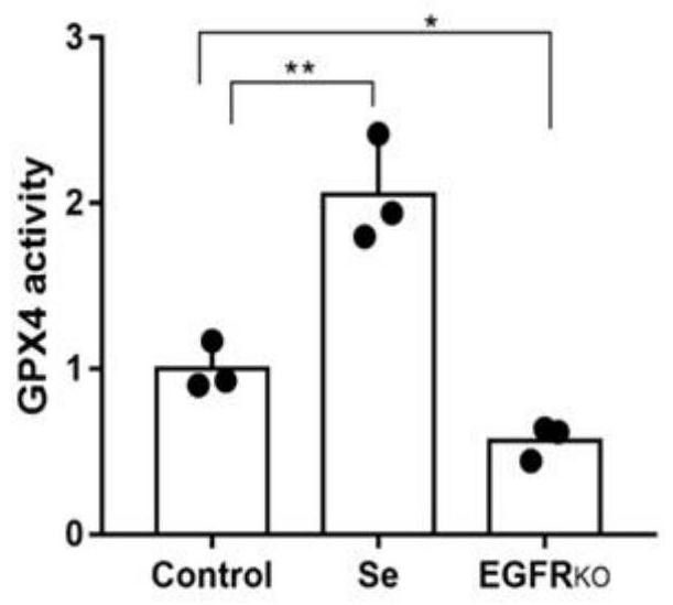 Ferroptosis inhibitor drug for activating cell GXP4 enzyme and application of ferroptosis inhibitor drug