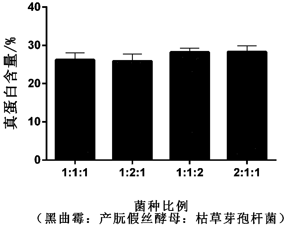 Solid-state fermentation method of moringa stem leaf powder