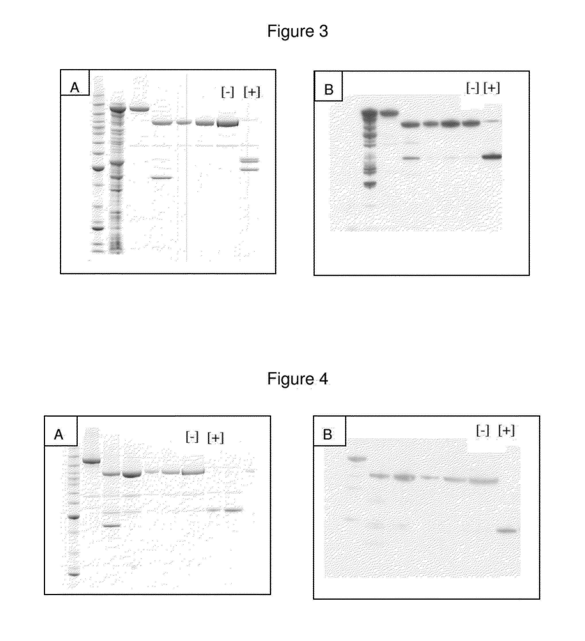 Non-cytotoxic protein conjugates