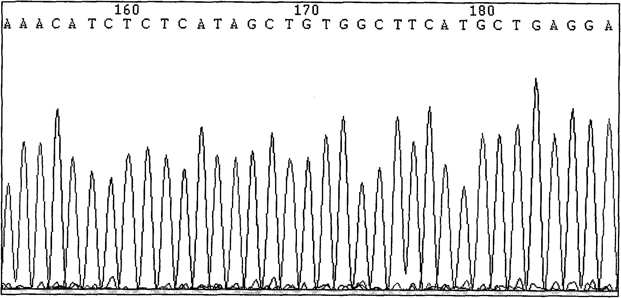 Detection method and kit of locus rs2336384 of susceptibility gene of hypertension