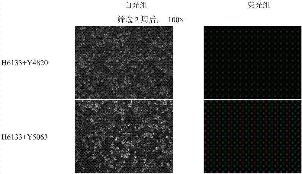 gRNA target sequences for endogenous overexpression of 1ncRNA-XIST and application thereof