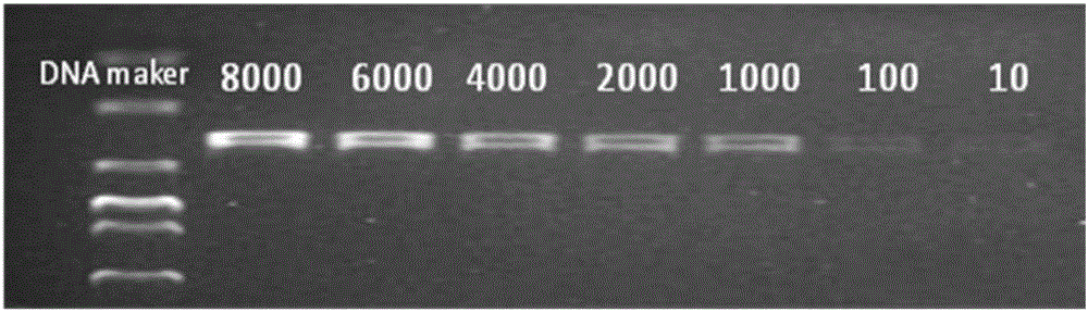 Molecular detection method for desulfovibro