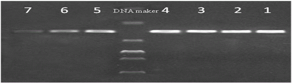 Molecular detection method for desulfovibro