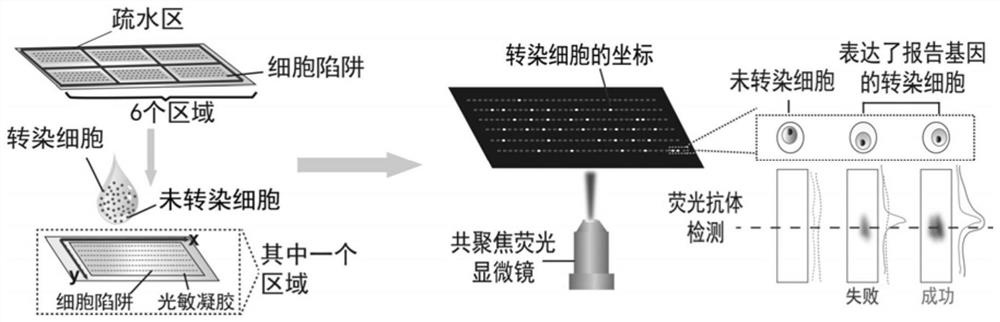 Single cell transfected protein analysis chip with high flux and high sensitivity