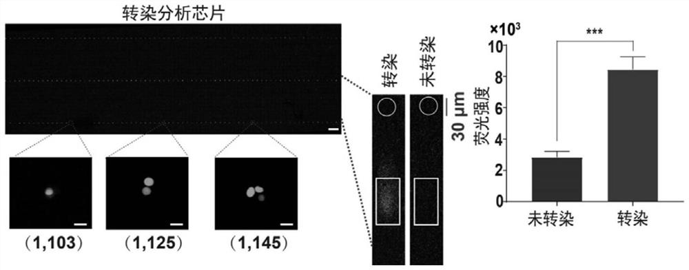 Single cell transfected protein analysis chip with high flux and high sensitivity