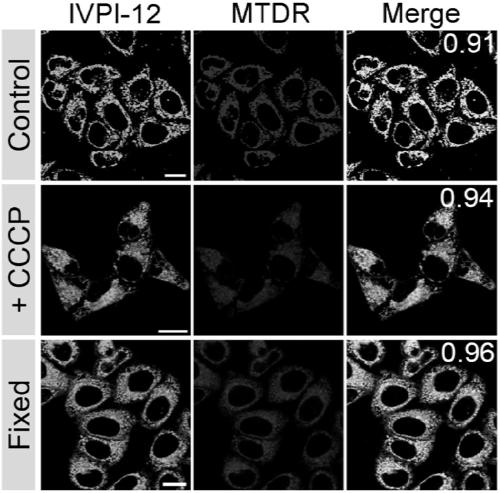 Non-reactive mitochondrial tracking fluorescent probe IVPI-12 and applications thereof