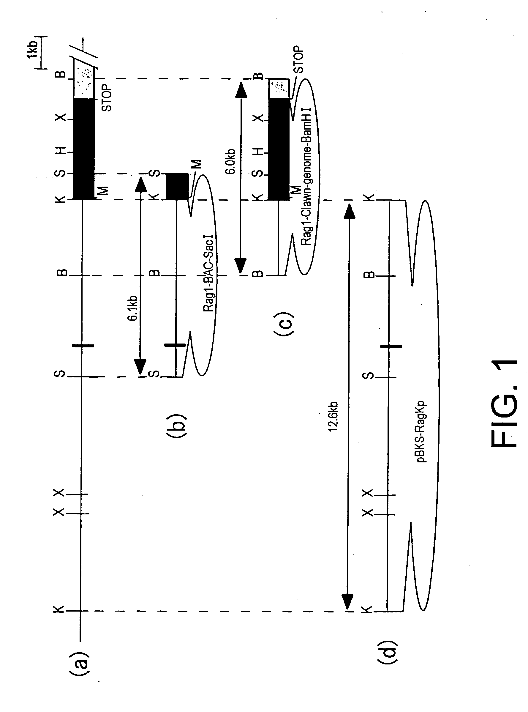 Swine rag-1 gene and utilization thereof