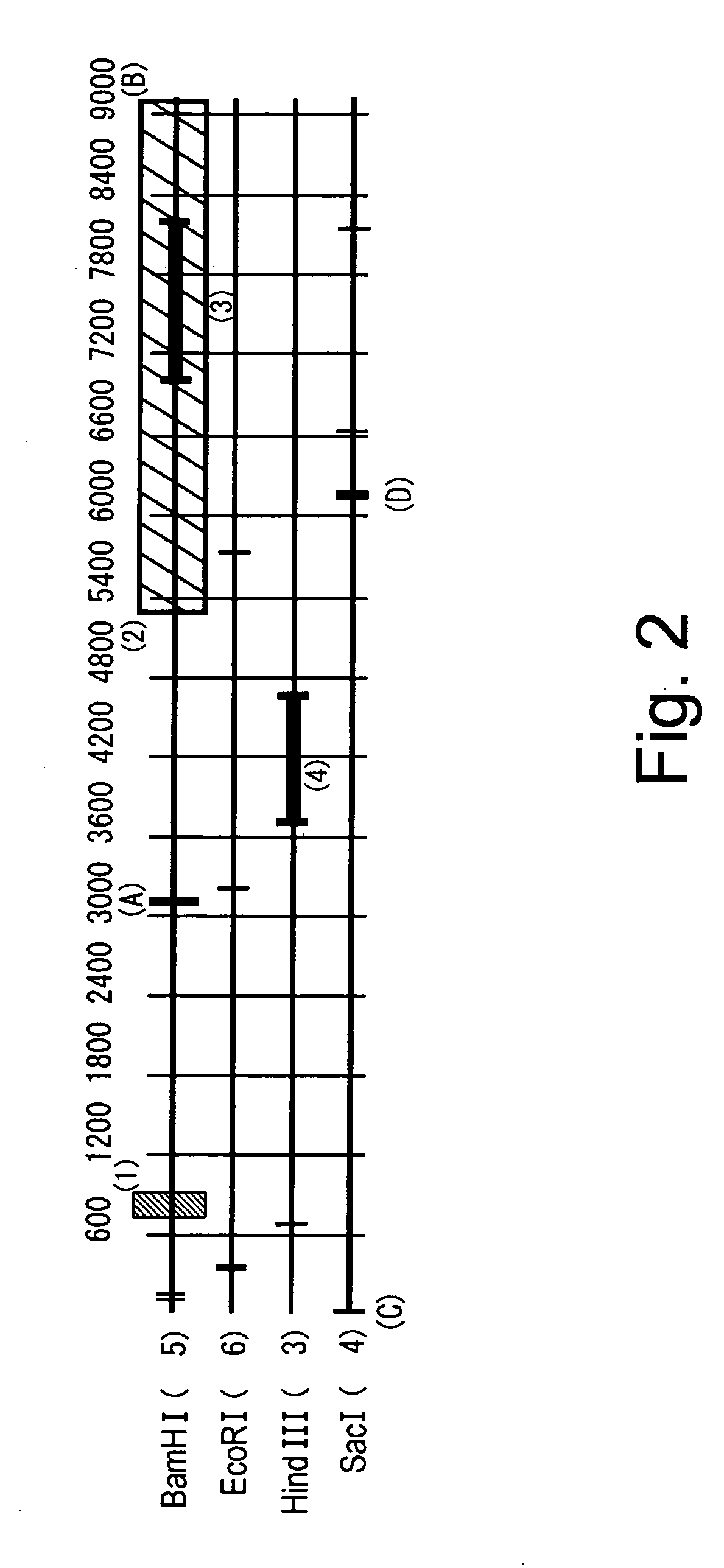 Swine rag-1 gene and utilization thereof