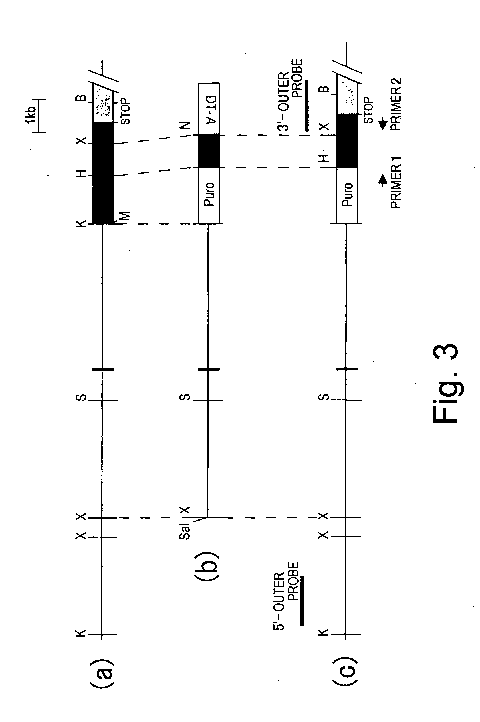 Swine rag-1 gene and utilization thereof