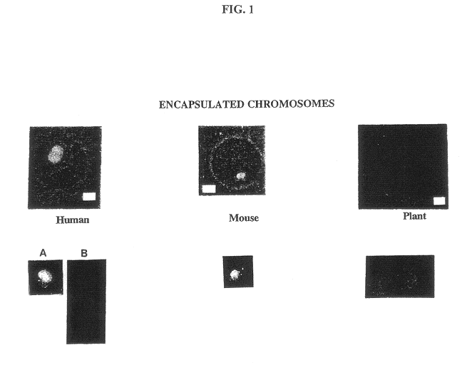 Gel microdrops in genetic analysis