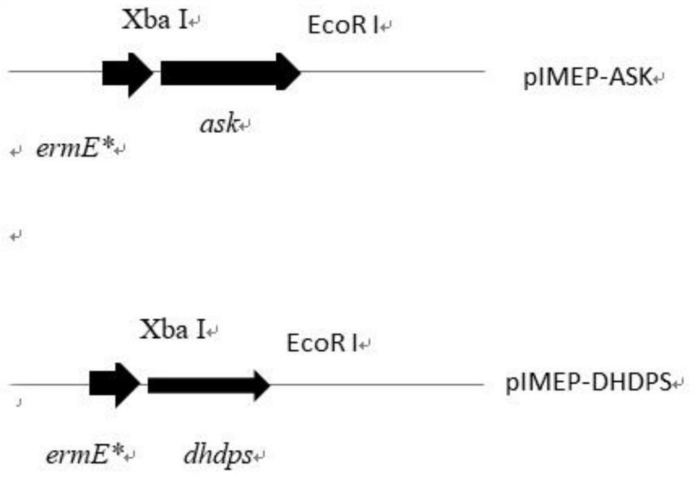 Gene engineering high-yield strain streptomyces diastatochromogenes, method for increasing yield of epsilon-polylysine and application of streptomyces diastatochromogenes