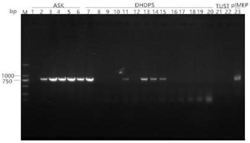 Gene engineering high-yield strain streptomyces diastatochromogenes, method for increasing yield of epsilon-polylysine and application of streptomyces diastatochromogenes