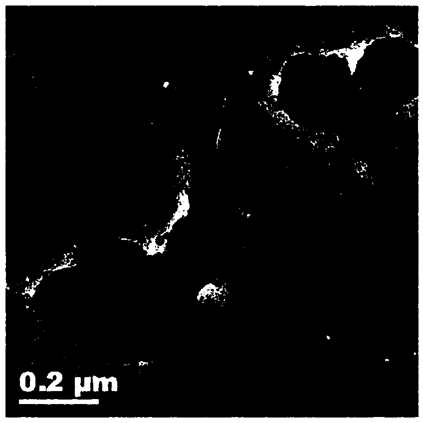 Homopolymer nanometer vesicle as well as preparation method and application thereof