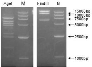 Recombinant adenovirus expression vector SAd23-L