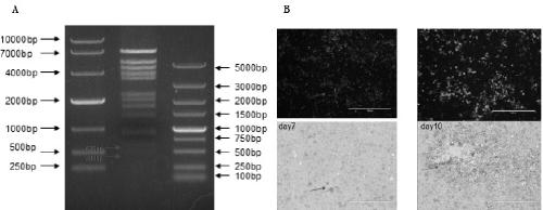 Recombinant adenovirus expression vector SAd23-L