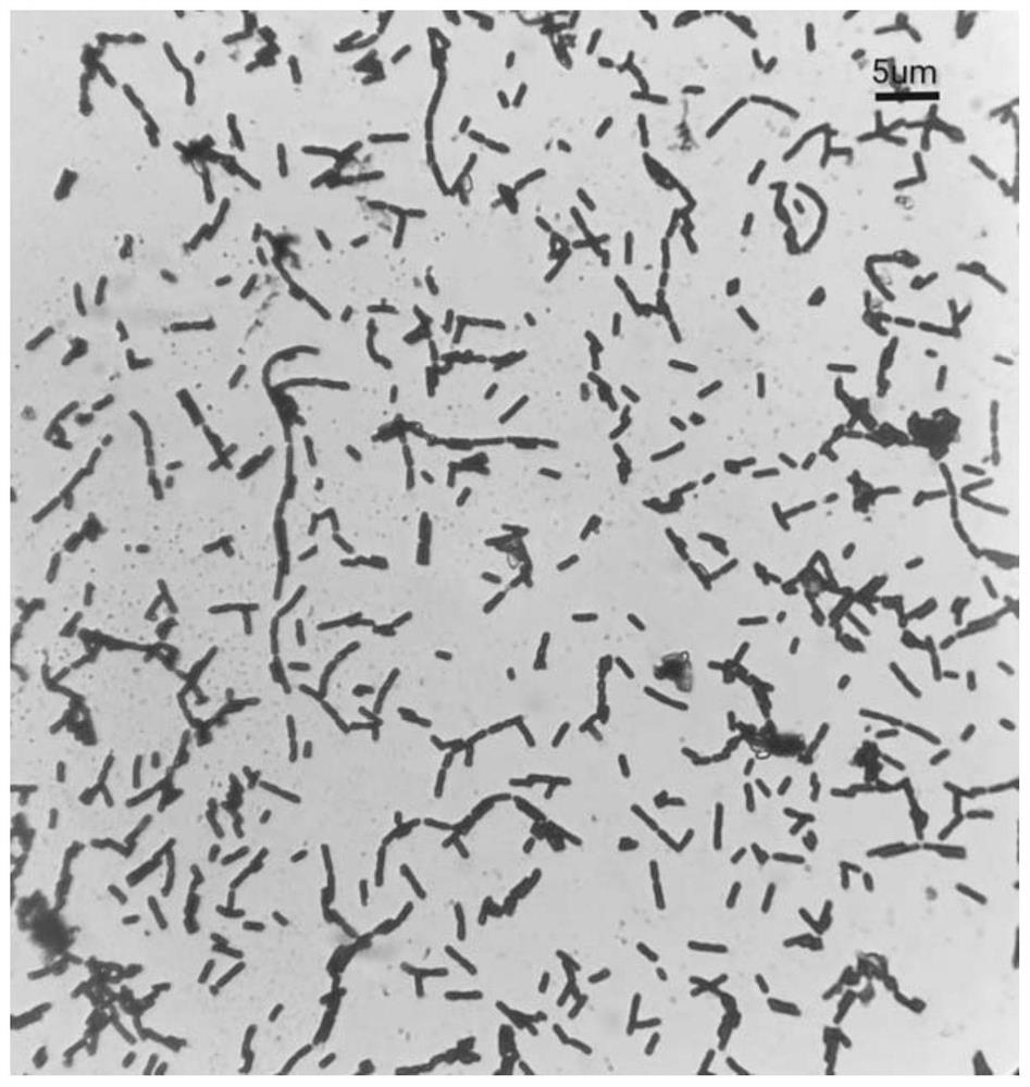 Geobacterium galactose BWTGW1.1 and application thereof