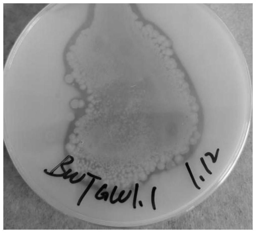 Geobacterium galactose BWTGW1.1 and application thereof