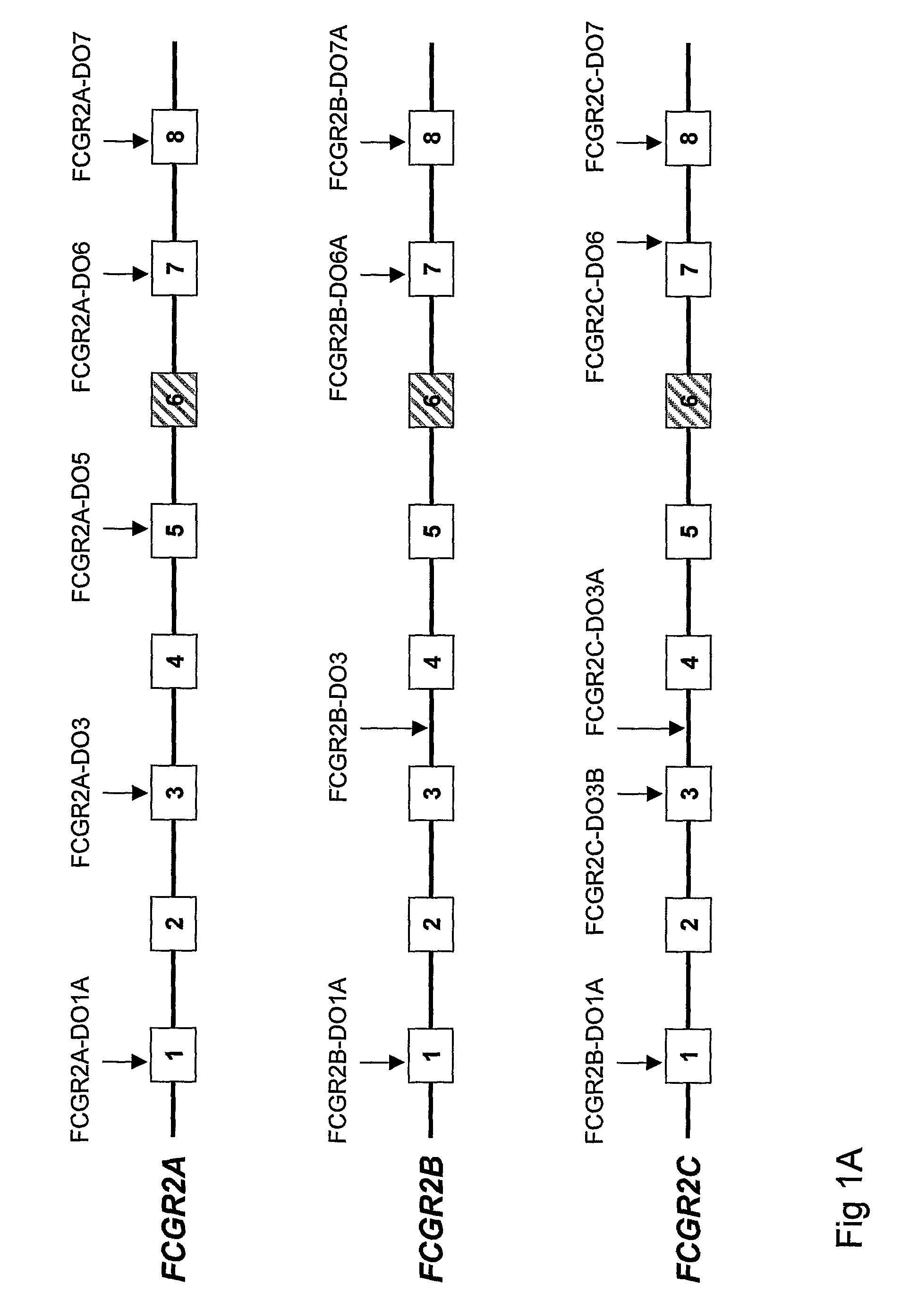 Diagnostic methods involving determining gene copy numbers and SNPs in the FcyRII/FcyRIII gene cluster, and probes for use in such methods to detect susceptibility to and treatment efficacy in autoimmune diseases