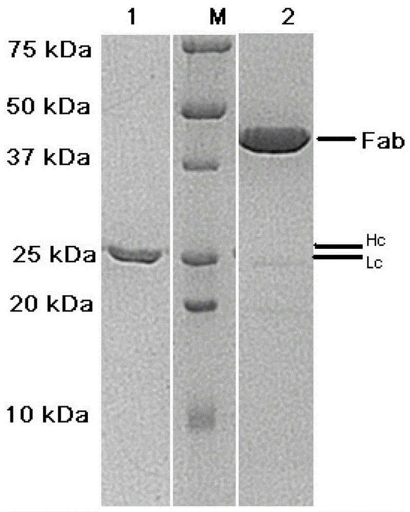 Preparation method of novel PD1 FAB monoclonal antibody in DG44 expression system