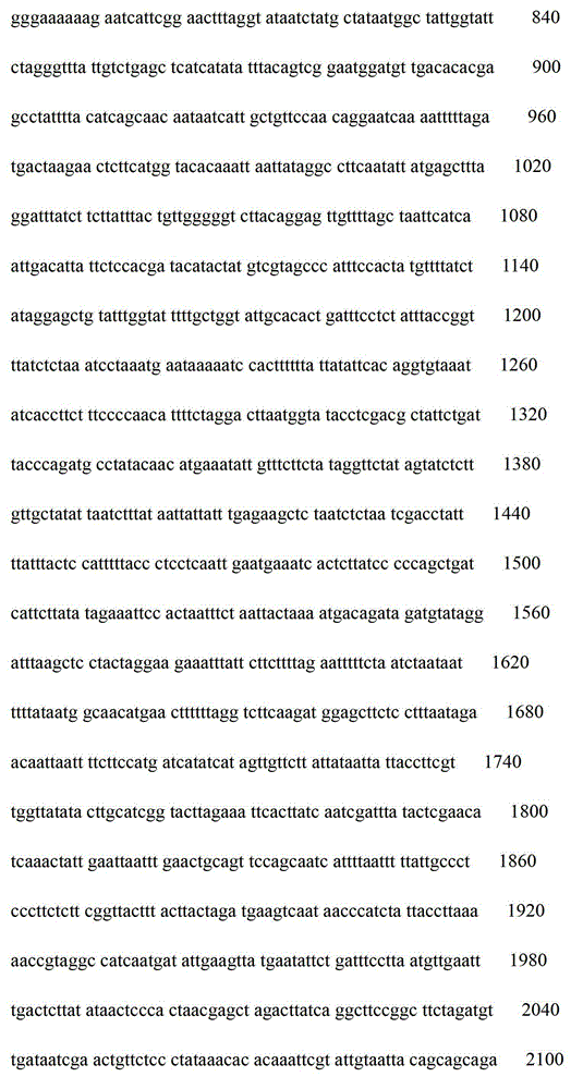 Whole genome DNA of scylla paramamosain mitochondria and testing method