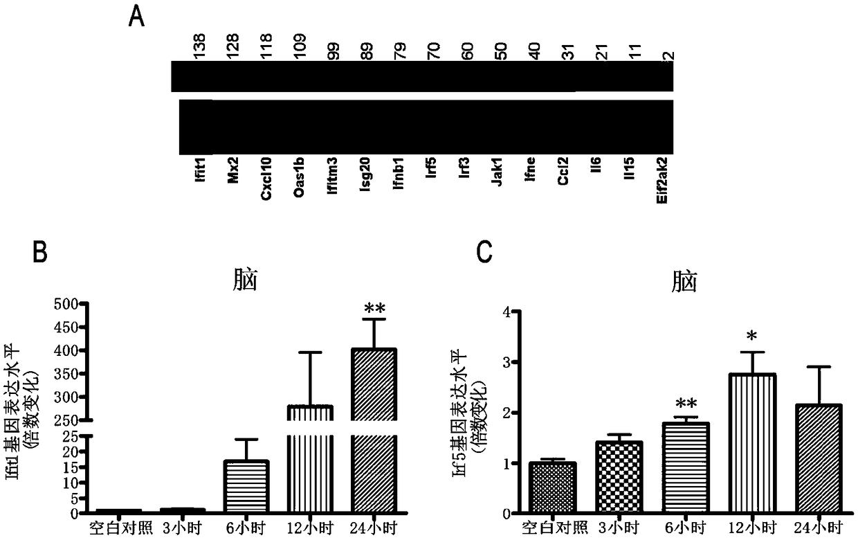 Application of tilorone in preparing medicine for reducing hemorrhagic stroke cerebral edema