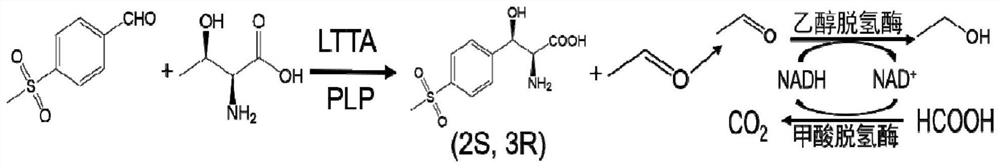 Method for the asymmetric synthesis of (2s,3r)-p-thiamphenylphenylserine in whole cells with "multiple enzymes in one bacterium"